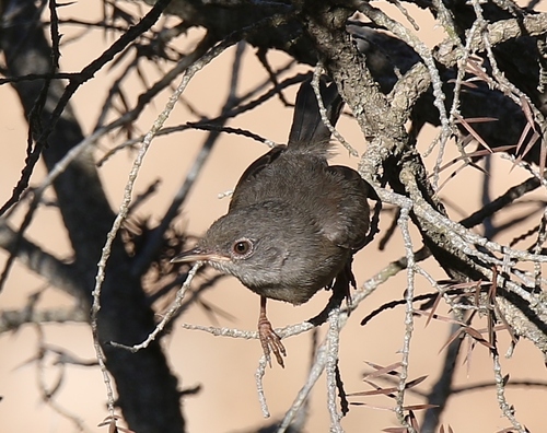 Marmora's Warbler, photo 3 of 10