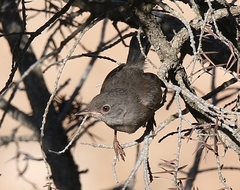 Curruca sarda