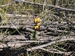 Bossiaea scolopendria