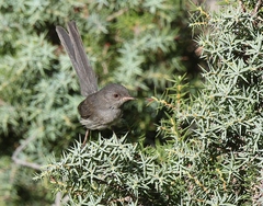 Curruca sarda