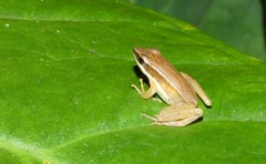 Indosylvirana aurantiaca