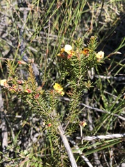 Dillwynia elegans
