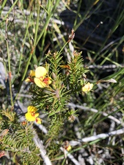 Dillwynia elegans