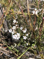 Epacris microphylla