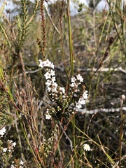 Epacris microphylla