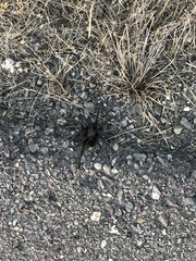 Aphonopelma steindachneri