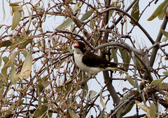 Grantiella picta