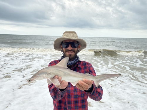 Scalloped Hammerhead