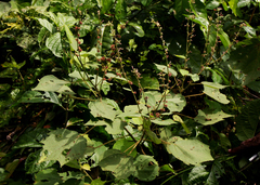 Triumfetta cordifolia