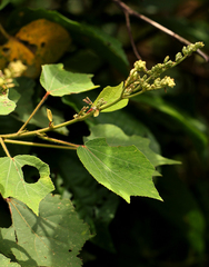 Triumfetta cordifolia