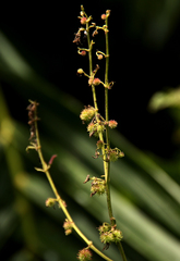 Triumfetta cordifolia