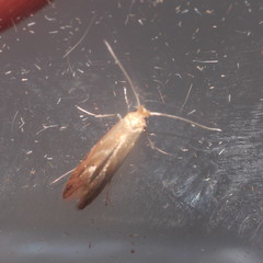 Phyllonorycter salictella