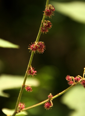 Triumfetta cordifolia
