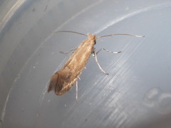 Phyllonorycter salictella
