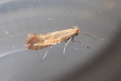Phyllonorycter salictella