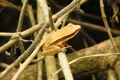 Boulenger's Golden-backed Frog, Hylarana aurantiaca