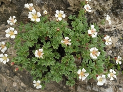 Potentilla clusiana