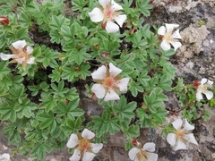 Potentilla clusiana