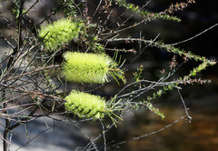 Melaleuca linearis acerosa