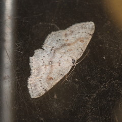 Cyclophora albipunctata
