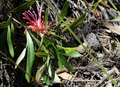 Grevillea oleoides