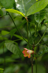 Sherbournia bignoniiflora