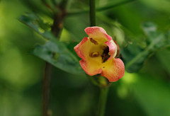 Sherbournia bignoniiflora