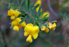 Gompholobium latifolium