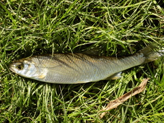 Leuciscus baicalensis