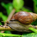 African Giant Snail - Photo (c) PK Yeung, some rights reserved (CC BY-NC), uploaded by PK Yeung