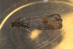 Pseudococcyx turionella