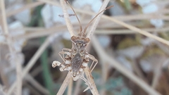 Centrocoris spiniger