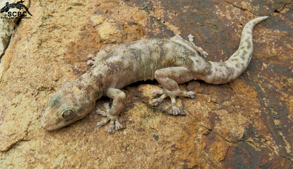 Multipored Rock Gecko