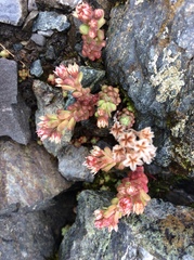Sedum atratum