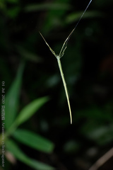 Ariamnes cylindrogaster