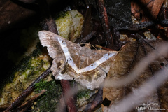 Chiasmia nora