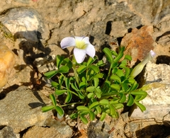 Oxalis tenella