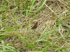 Hyponephele lycaon
