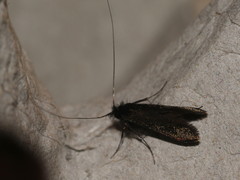 Adela reaumurella