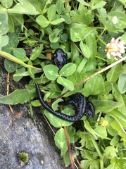 Salamandra atra