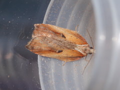 Acleris cristana