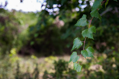 Vitis monticola