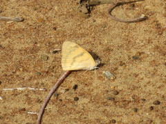 Colotis vesta