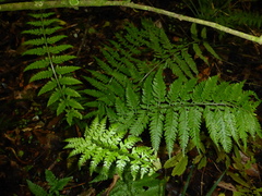 Asplenium bulbiferum