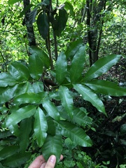 Exothea paniculata