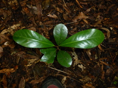Corynocarpus laevigatus