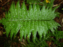 Asplenium bulbiferum
