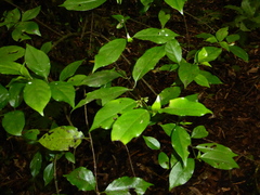 Geniostoma ligustrifolium