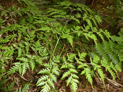 Pteris macilenta