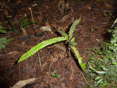 Knightia excelsa